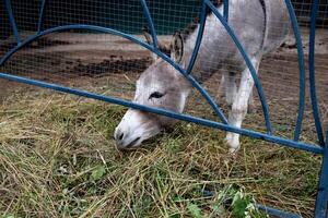 Girl interacting with a donkey at a petting zoo. photo