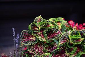 Vibrant Coleus Leaves with Variegated Patterns. photo