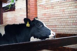 Two brown cows eating hay in a farm enclosure. photo