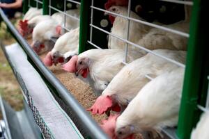 Chickens feeding in a poultry farm enclosure. photo