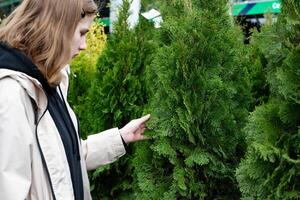Buying coniferous plants in the store. Natural shop. photo