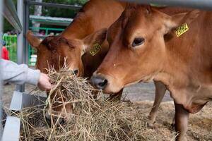 Two brown cows eating hay at a feeder in a farmyard. photo