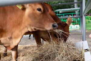 cows eating hay at a feeder in a farmyard. photo