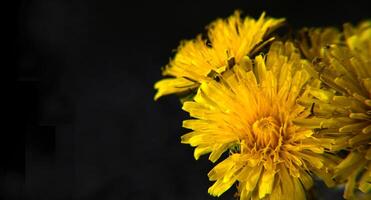 close-up shines on a dark background, one dandelion on a uniform background, selective focus photo