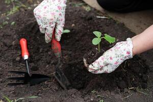 Gardener planting seedlings in rich soil on a sunny day in a backyard garden with tools nearby photo