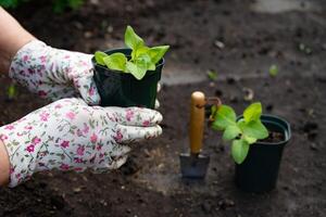 . The surrounding soil is slightly mounded, showing signs of careful preparation for planting. photo