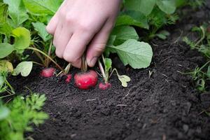 The bunch is held firmly but gently, showcasing the radishes in a natural, unprocessed state. photo