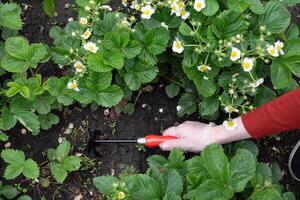 The garden hoe is being used to cultivate dark, rich soil between green strawberry plants. photo
