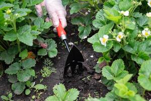 The strawberry plants have healthy green leaves and white flowers with yellow centers. photo