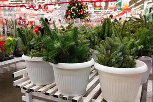Potted green plants for sale in a festive store setting. photo