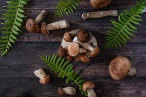 Boletus edulis. Collect porcini in forest photo