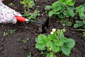 Gardening activities at a home garden with strawberry plants during springtime photo