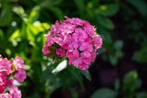 Beautiful cluster of vibrant purple flowers blooming in a lush garden during the spring season photo