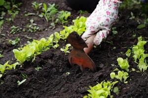 Gardening activity involves cultivating vegetables and maintaining soil health at a community garden during springtime photo