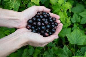 Hands holding freshly harvested black currants against a lush green background in a garden setting photo