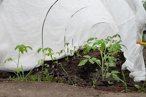 Small garden with young tomato plants covered by protective fabric in a rural backyard during early spring photo