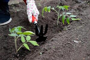 Gardening activities in a home vegetable patch during spring with a person tending to freshly planted seedlings photo