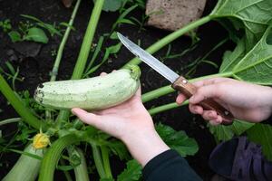 A person is harvesting a light green zucchini from the garden by holding it in one hand and cutting its stem with a small knife in the other hand. photo