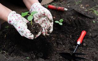 The bright colors of the gloves contrast nicely with the dark soil and green plants. photo