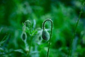 Green poppy bud prepares to bloom in a lush field during early morning light photo