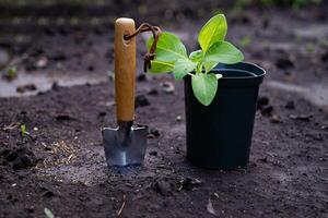 The gloves and trowel imply that gardening work is about to begin or is in progress. photo
