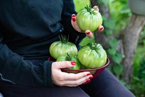 Fresh green tomatoes being harvested in a garden during a sunny afternoon, showcasing the vibrant produce held in a basket by a farmer photo