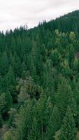 Aerial view of a dense pine forest stretches into the distance with misty mountain peaks visible under a softly lit dusk sky video