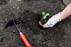 The gardener is wearing white gloves with a delicate floral pattern, protecting their hands while working. photo