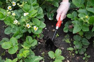 A hand wearing a transparent gardening glove is holding a small garden hoe with a red handle. photo