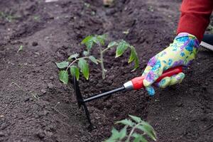 The soil appears dark, rich, and well-tilled, indicating a healthy environment for planting. photo