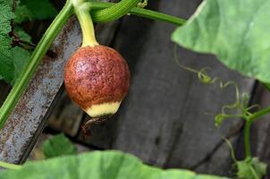 Mature gourd developing on a vine in a garden during late summer in a rural setting photo