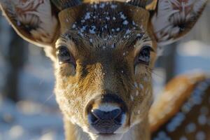 Close-up of a deer's head covered in winter snow. photo