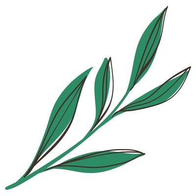 Green Branch with with Simple Brush Line Leaves. Delicate foliage with cute line sketches of branches isolated on white background. Nature herb perfect for invitations, cards, posters, holidays