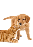 Golden Retriever Puppy and Ginger Cat Interaction Playful Studio Portrait with Transparent Background png