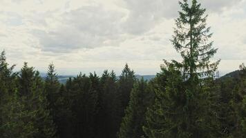 The drone rises above the tops of the fir trees, opening a beautiful view of the green hilly valley illuminated by the sun's rays breaking through the clouds. photo