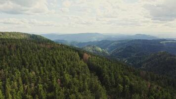 Horizontal panning from a drone, a picturesque view of a green hilly valley overgrown with a dense spruce forest. in a sunny summer day from a bird's eye view photo