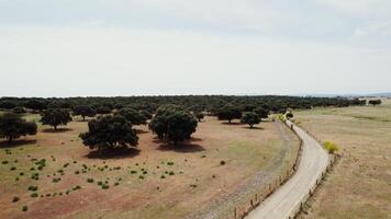 Panoramic view of the savannah with round green trees with a dense crown among the dried grass, drone photo