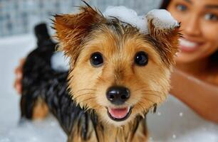Dog Enjoying Bath Time With Owner in a Modern Bathroom During Daytime photo