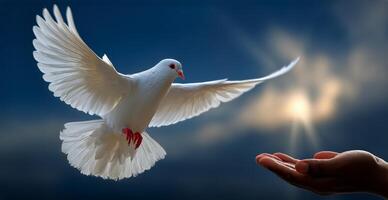 White Dove Takes Flight From a Gentle Hand Against a Serene Sky at Dusk photo