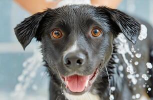 Black Dog Enjoying a Bath With Splashes of Water at Home During Bright Indoor Lighting photo