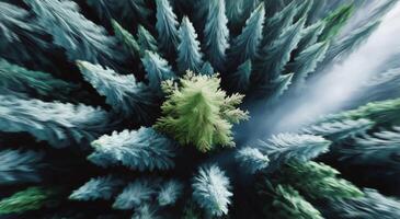 Forest Canopy View Revealing a Single Green Tree Standing Tall Amidst Dense Evergreen Foliage photo