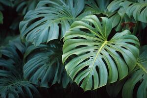 Lush Greenery Featuring Vibrant Monstera Leaves in a Tropical Setting During Daylight Hours photo