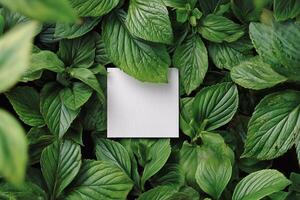 Mint Leaves Surround a Textured White Square in a Lush Green Garden Setting With Natural Light photo