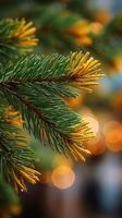 Evergreen Branches Glistening With Dew in a Serene Natural Setting During Early Morning Hours photo