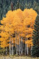 Vibrant Autumn Foliage in a Forest Showcasing Towering Aspen Trees Against Green Conifers photo