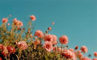 Bright Pink Flowers Bloom Under a Clear Blue Sky in Springtime Garden photo