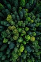 Lush Forest Canopy Viewed From Above Showcasing Diverse Tree Species and Vibrant Greenery photo