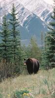 Grizzly Bear Roaming Through Lush Greenery in Mountain Landscape Surrounded by Snow-Capped Peaks. photo