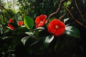 Camellia Flowers Bloom in a Lush Garden During Early Spring Mornings photo