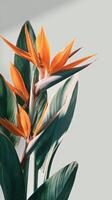 Vibrant Bird of Paradise Flowers in Front of a Smooth Gray Backdrop During Daylight photo